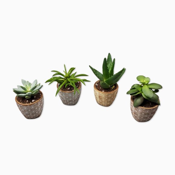 Set of 4 Mini Terracotta Succulent Pots - Picture 4 of 7